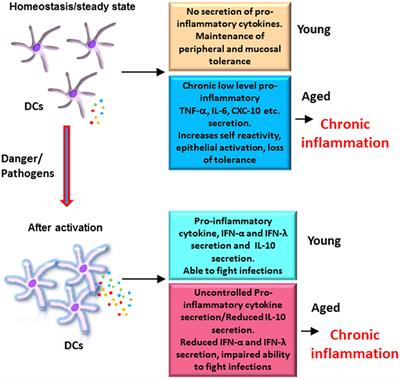 Role of Dendritic Cells in Inflammation and Loss of Tolerance in the Elderly